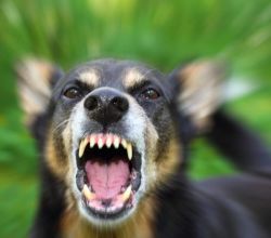 Chien en divagation